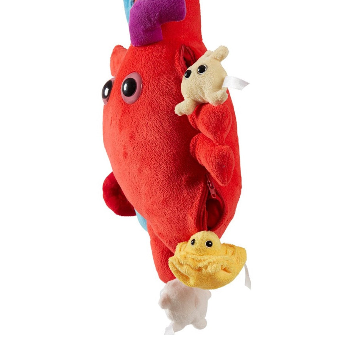 Enfermania Regalos Cœur XL peluche 38 cm modèle anatomique
