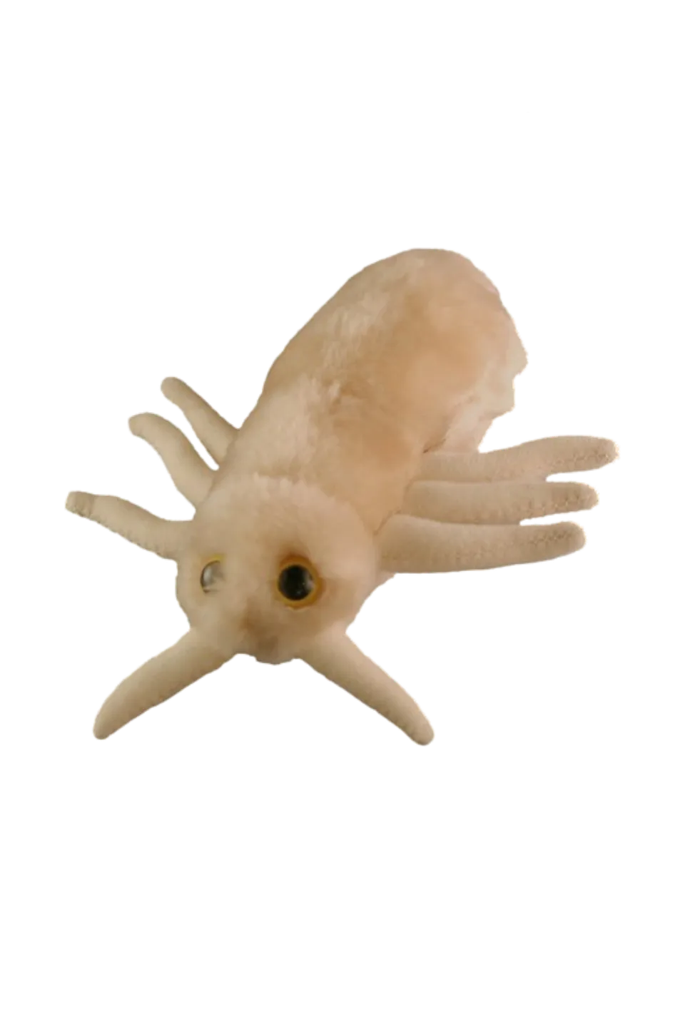 Enfermania Regalos Peluche pou Pediculus Capitis 18 cm