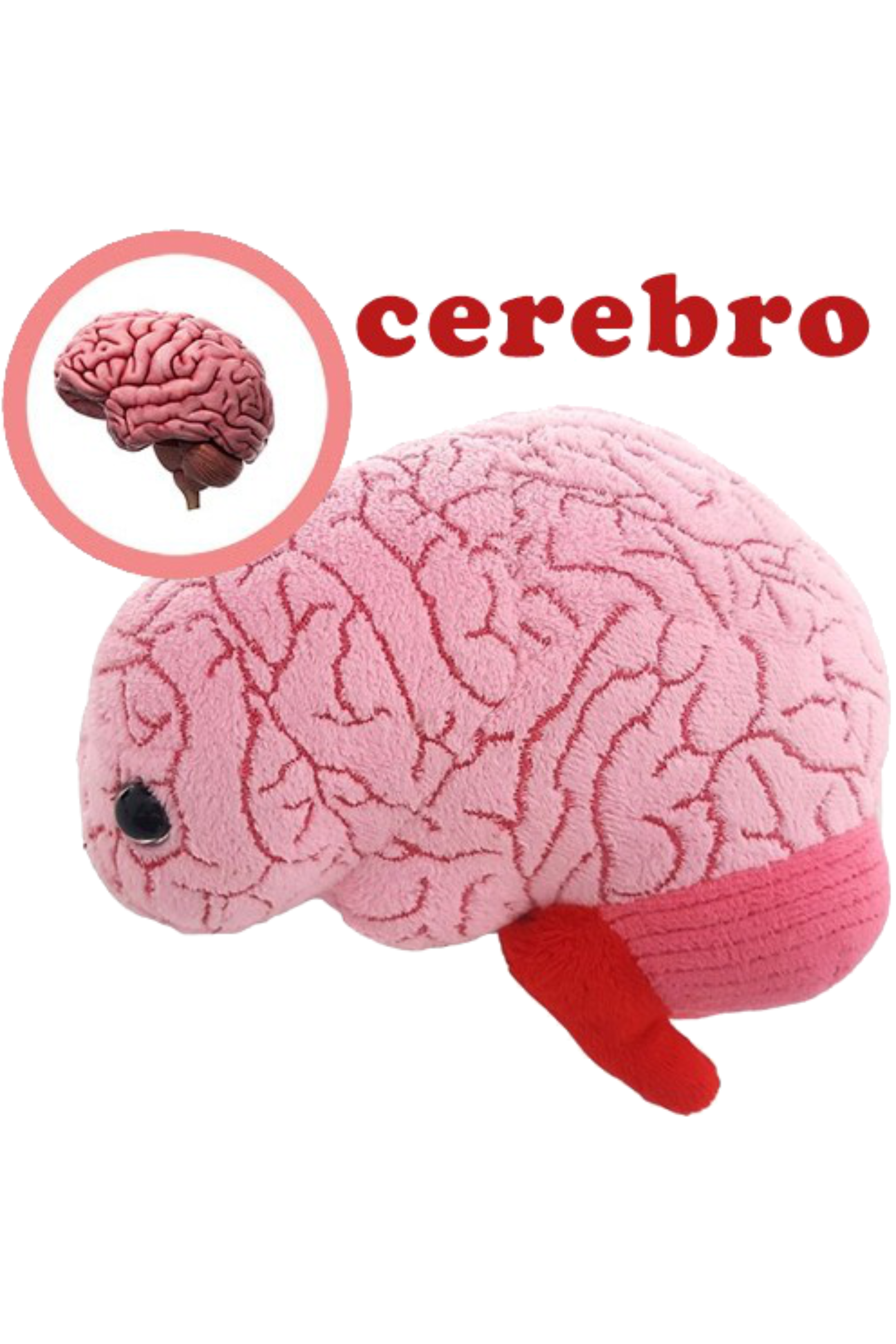 Enfermania Regalos Cerveau peluche 19 cm polyester